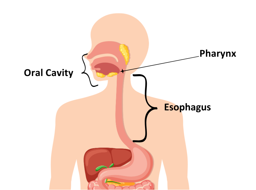 رسم تخطيطي للجهاز الهضمي العلوي للإنسان يوضح تجويف الفم والبلعوم والمريء مع تسميات.